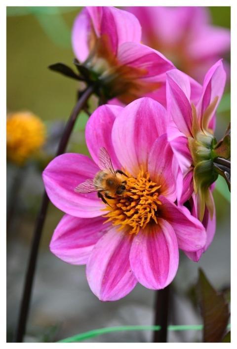 Bee Nature Natural Pollination