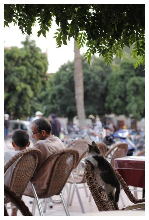 Kitten Pet Nature Cat