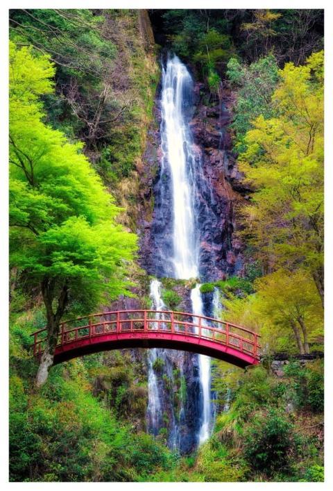 Waterfall Bridge Trees Woods