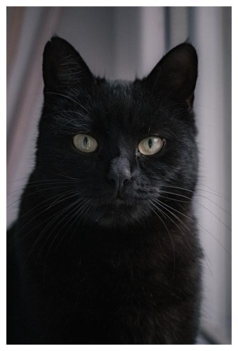 Black Nature Portrait Animal