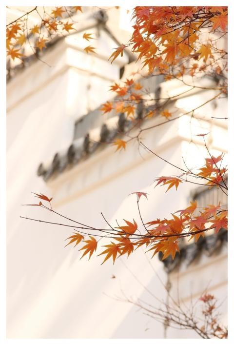 Maple Autumn Leaves Tree