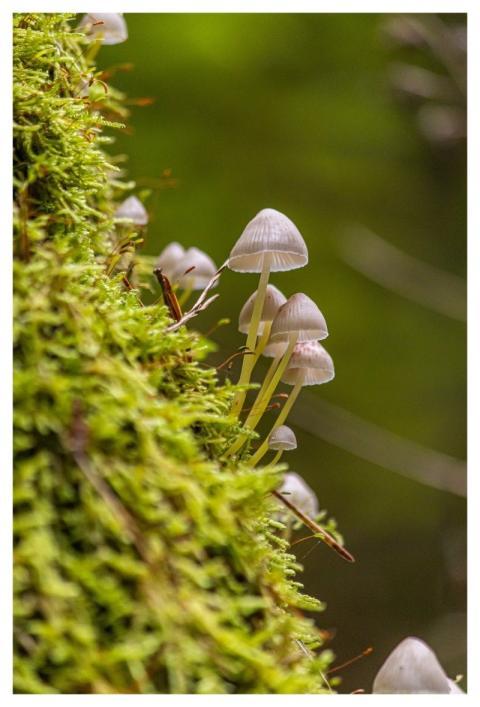 Nature Mushrooms Mycology Autumn