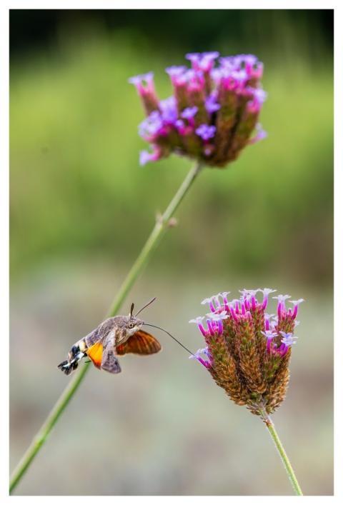 Pollination Moth Blossom Bloom