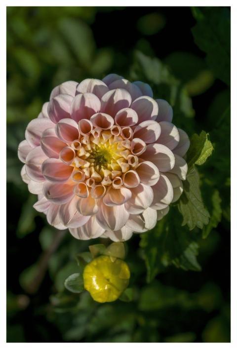 Flower Dahlia Blossom Bloom