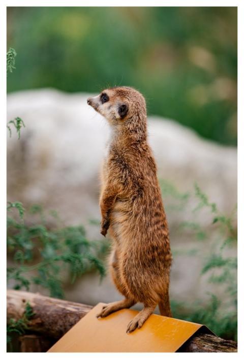 Animal Nature Wildlife Wilderness