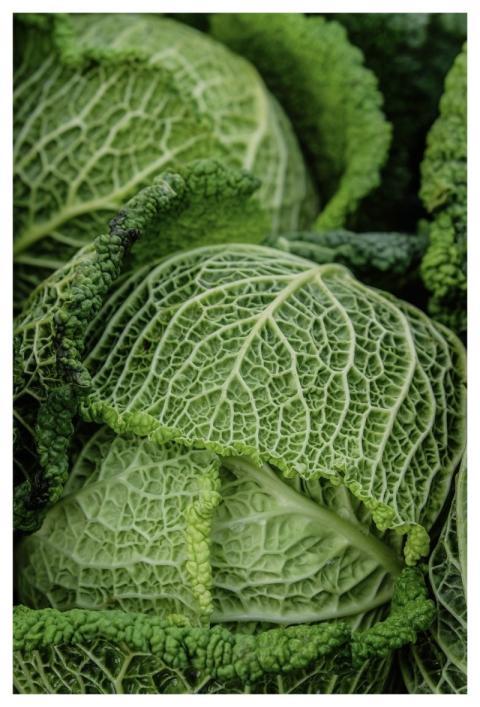 Savoy Cabbage Vegetable Leafy Vegetable Winter Veg