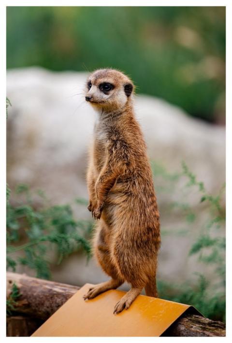 Animal Zoo Nature Wildlife