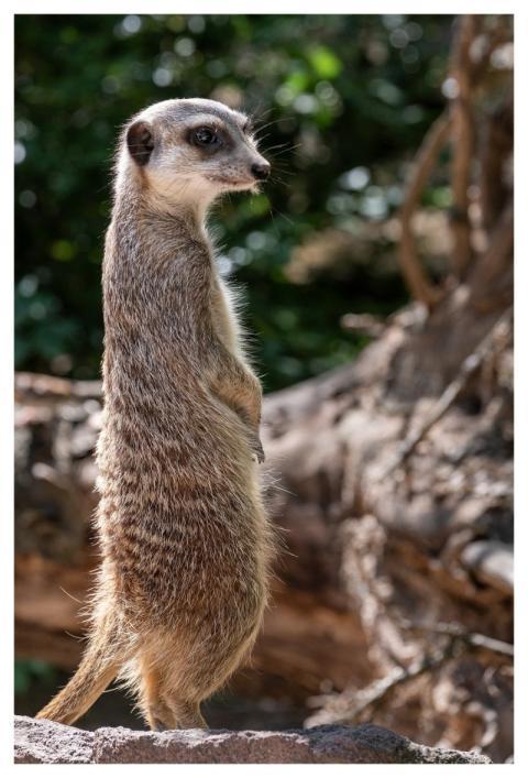 Meerkat Nature Mammal Animal