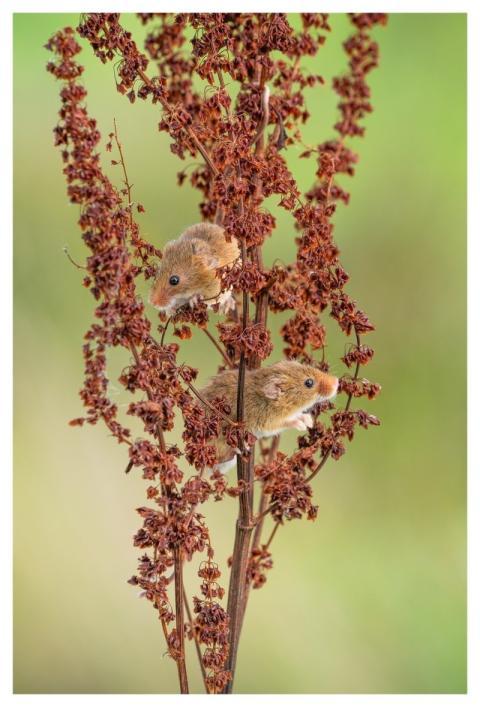 Nature Wildlife Mammal Fauna