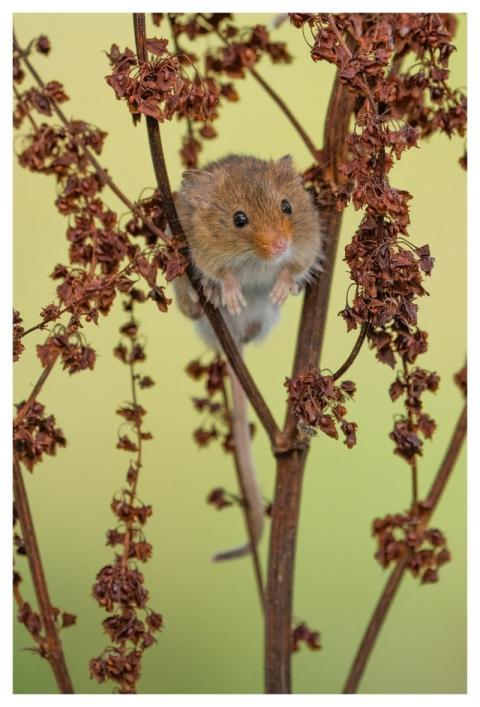 Nature Wildlife Mammal Fauna