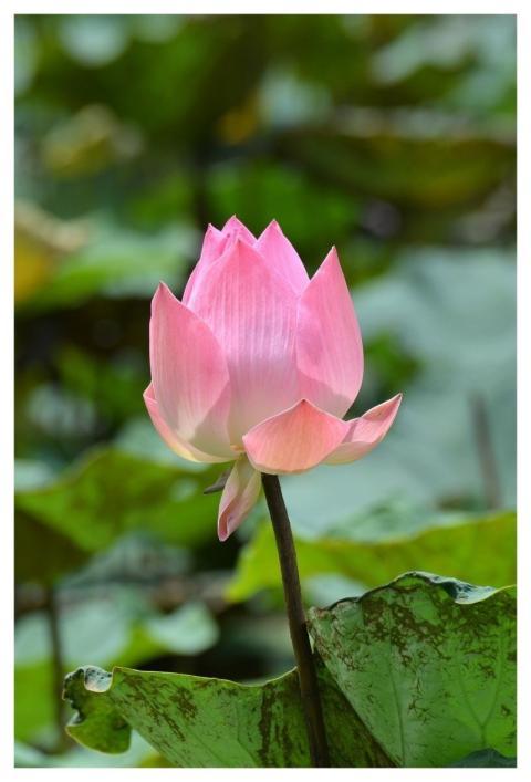 Lotus Water Lily Flower Pink