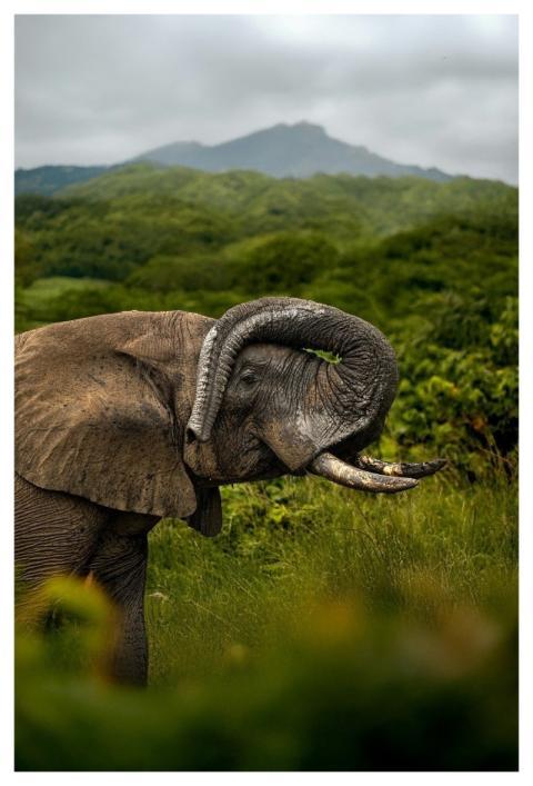Elephant Wilderness Animal Nature