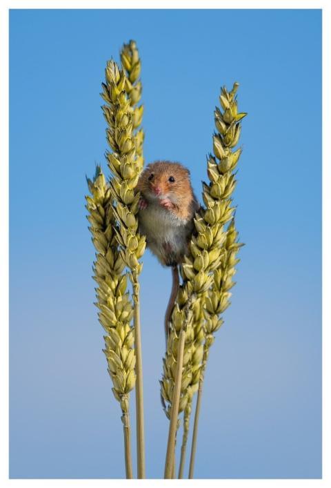 Nature Wildlife Mammal Fauna