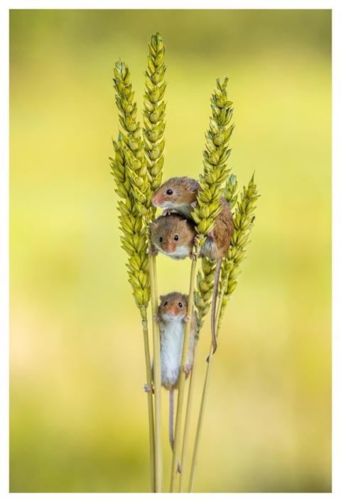 Nature Wildlife Mammal Fauna