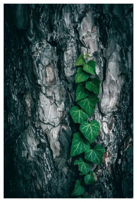 Green Leaves Tree Cracked