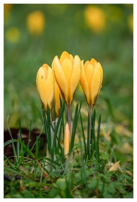 Flowers Flower Wallpaper Nature Bloom