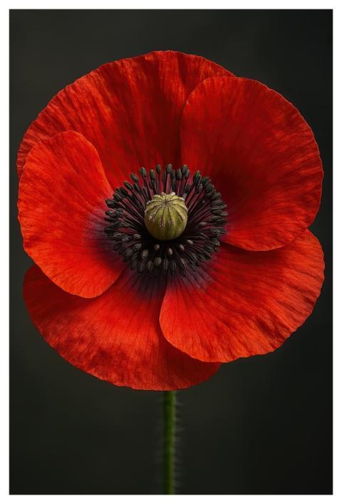 Poppy Mobile Wallpaper 4K Nature Mobile Wallpaper