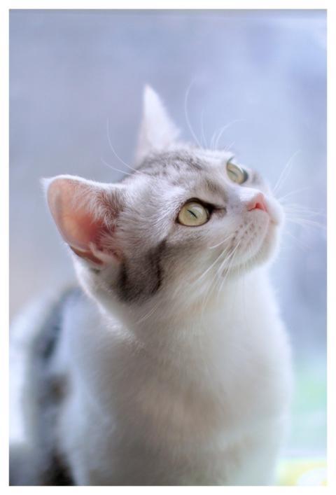 Cat Pet White Fur Green Eyes