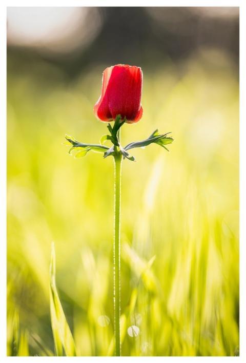 Nature Flower Background Beautiful Flowers Flower