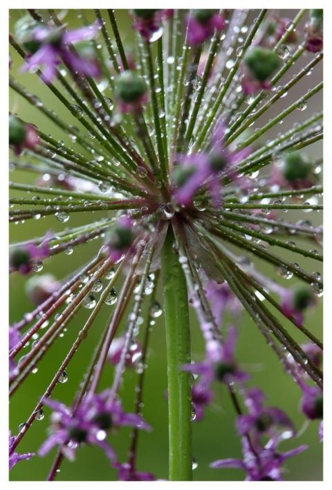 Raindrop Nature Drops Waterdrop