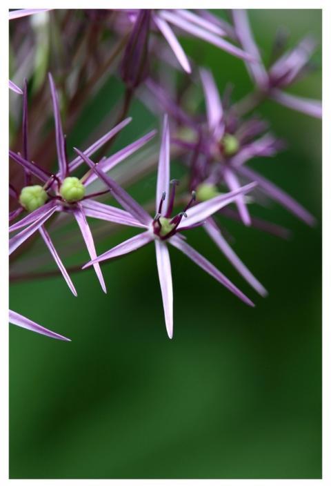 Ornamental Onion Blossom Bloom Star
