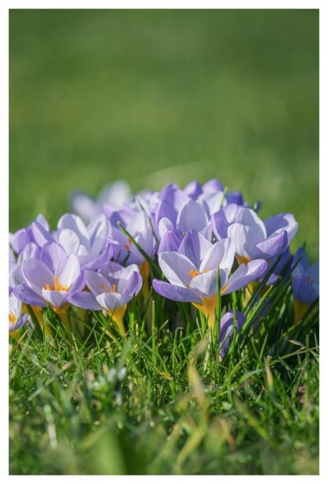 Crocus Spring Nature Blooming