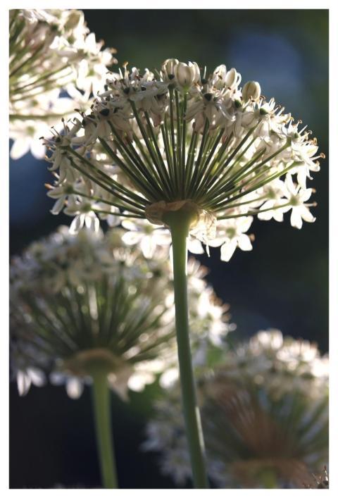 Ornamental Onion Blossoms Spring Garden