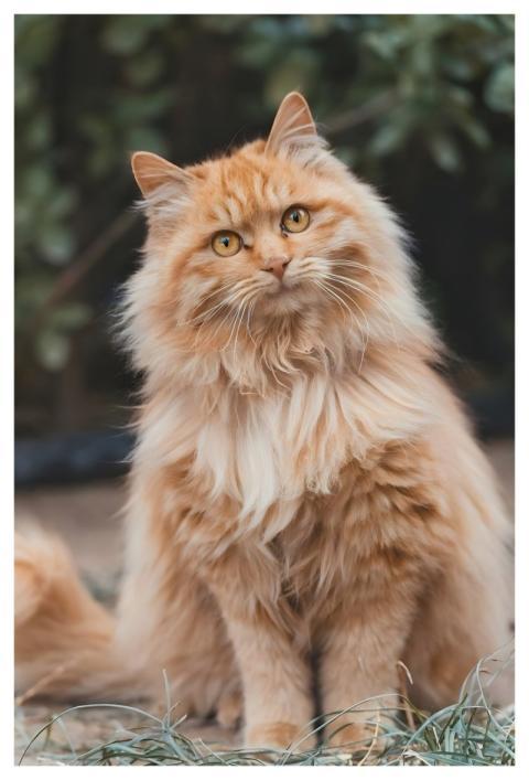 Cat Pet Animal Nature