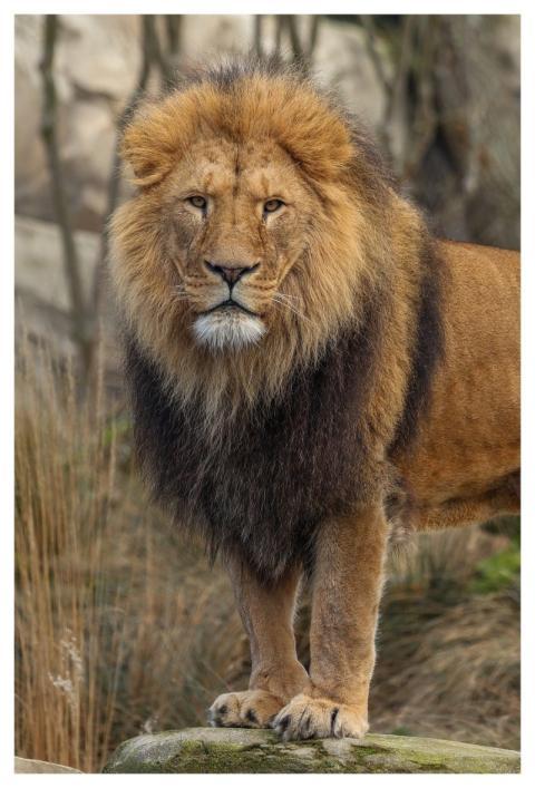 Lion Nature Animal Predator