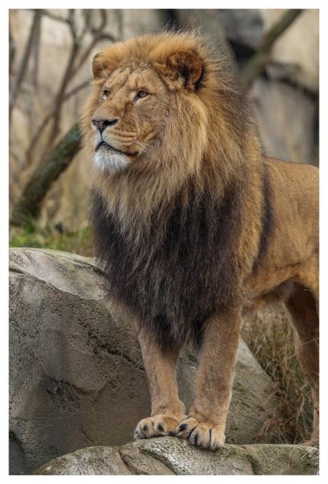 Lion Nature Animal Predator