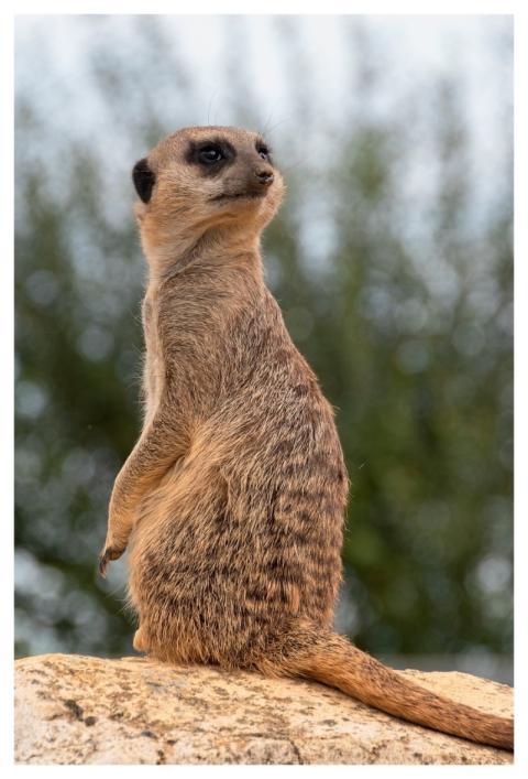 Meerkat Animal Nature Mammal