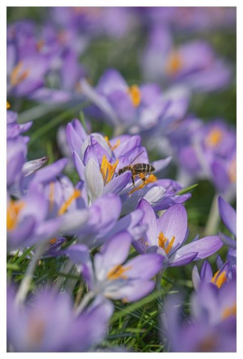 Crocus Purple Bee Spring