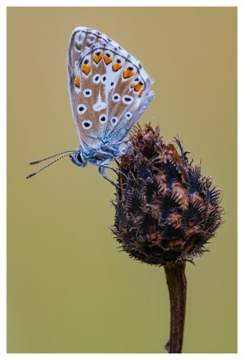 Butterfly Nature Flower Background Fauna