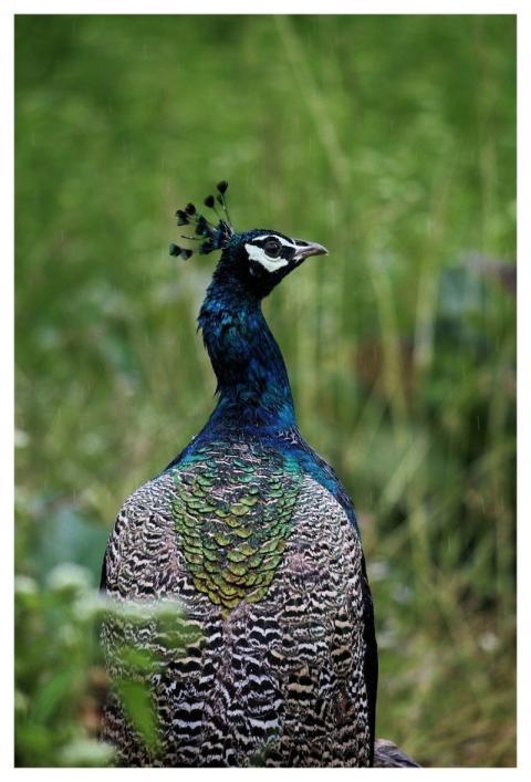 Peacock Bird Wildlife Animal