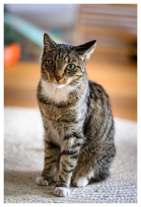 Cat Animal Domestic Animal Nature