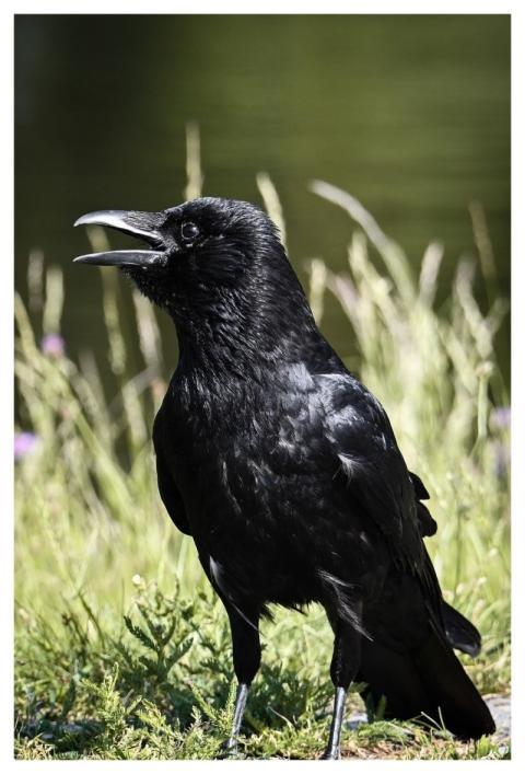 Crow Bird Nature Animal