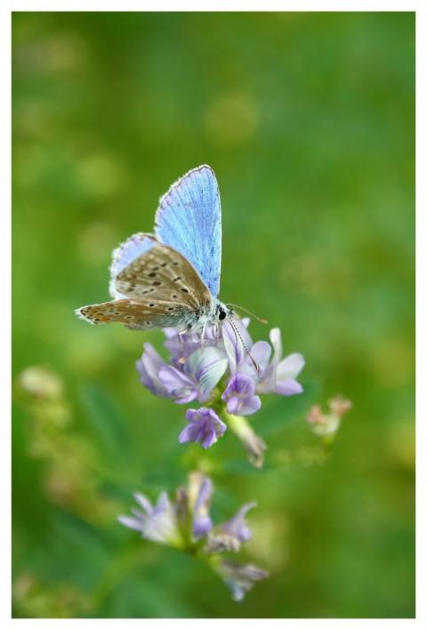 Butterfly Common Blue Icarus Animal