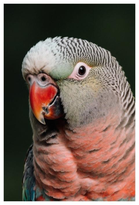 Parrot Bird Parakeet Portrait