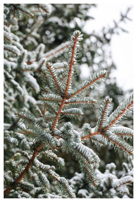 Winter Snow Fir Tree Fir Branch