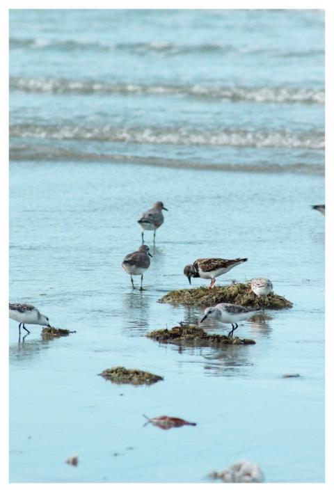 Beach Sea Ocean Sand