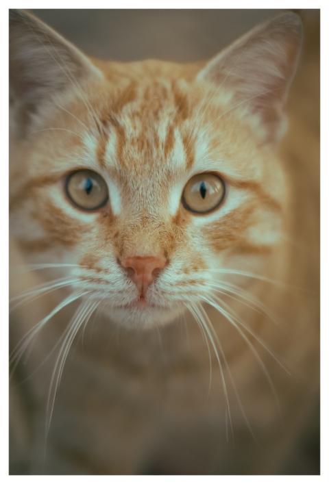 Cat Ipad Wallpaper 4K Beautiful Wallpaper