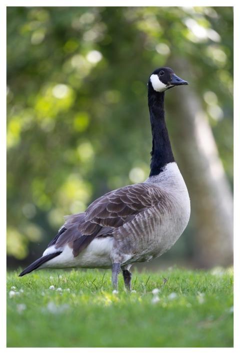 Goose Photography Bird Animal