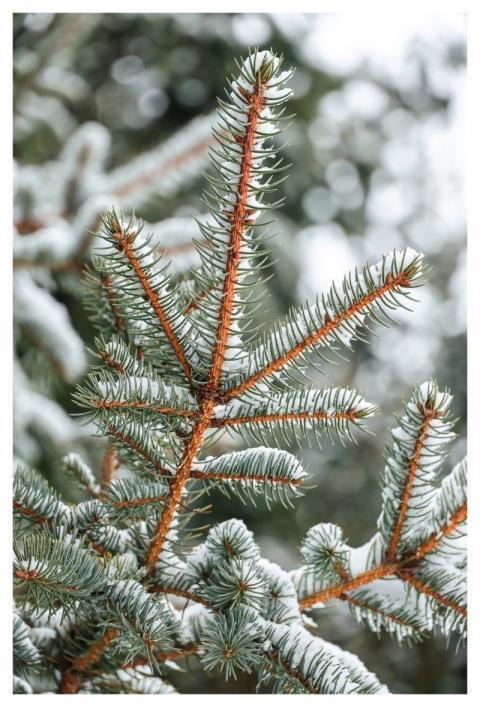 Winter Snow Fir Tree Fir Branch