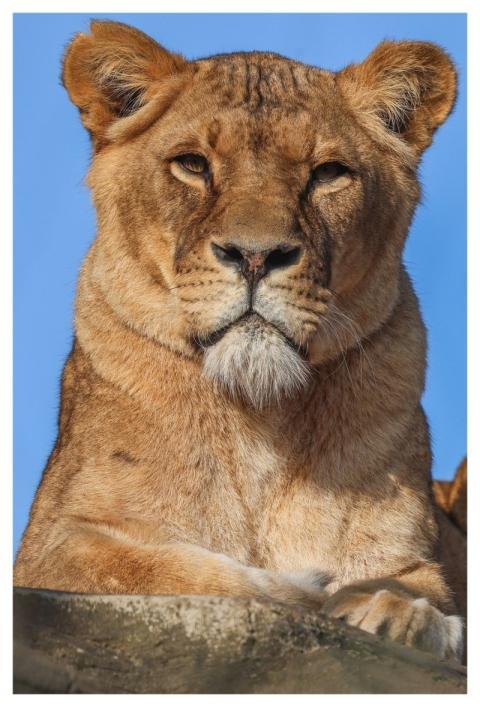 Lion Nature Animal Predator