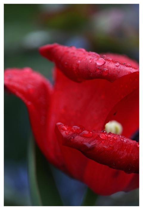 Tulip Petals Garden Raindrop