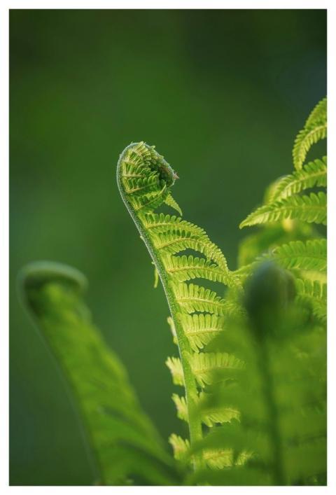 Fern Green Leaves Nature