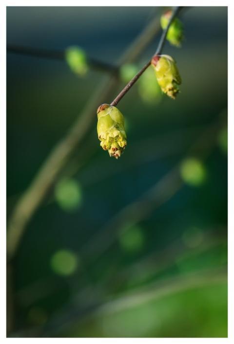 Buds Spring Twig Green