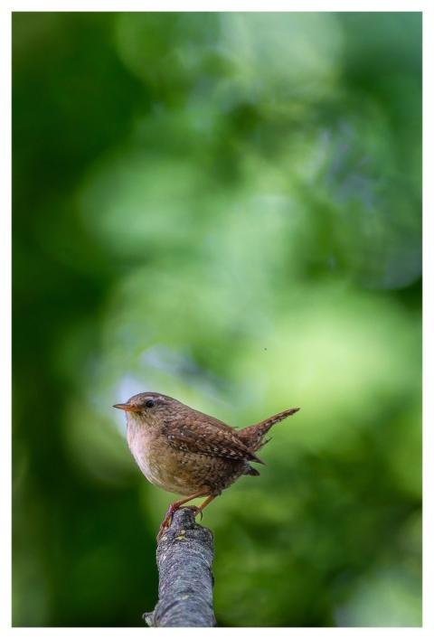 Eurasian Wren Bird Bird Photography Ornithology
