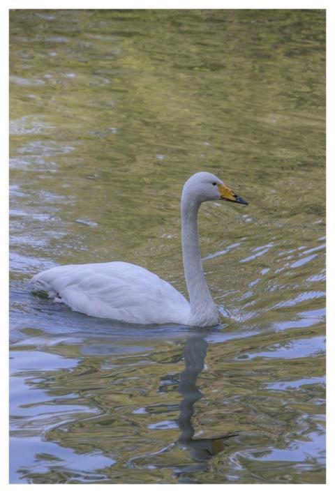 White Swan Bird Plumage Feathers