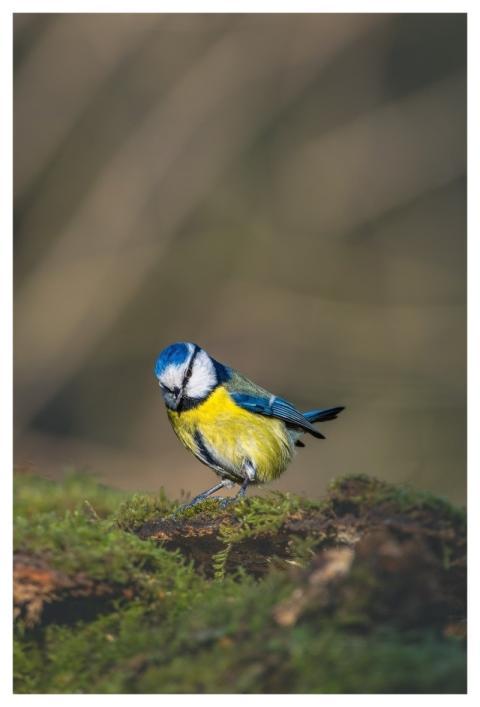 Blue Tit Tit Bird Animal
